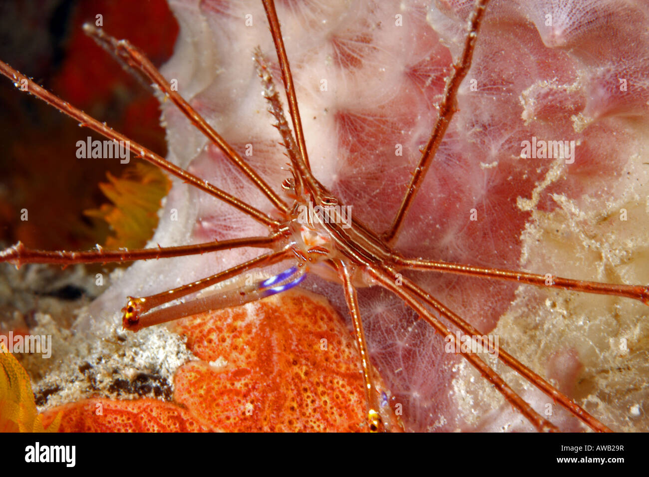 Yellowline stenorhynchus seticornis crabe flèche Banque D'Images