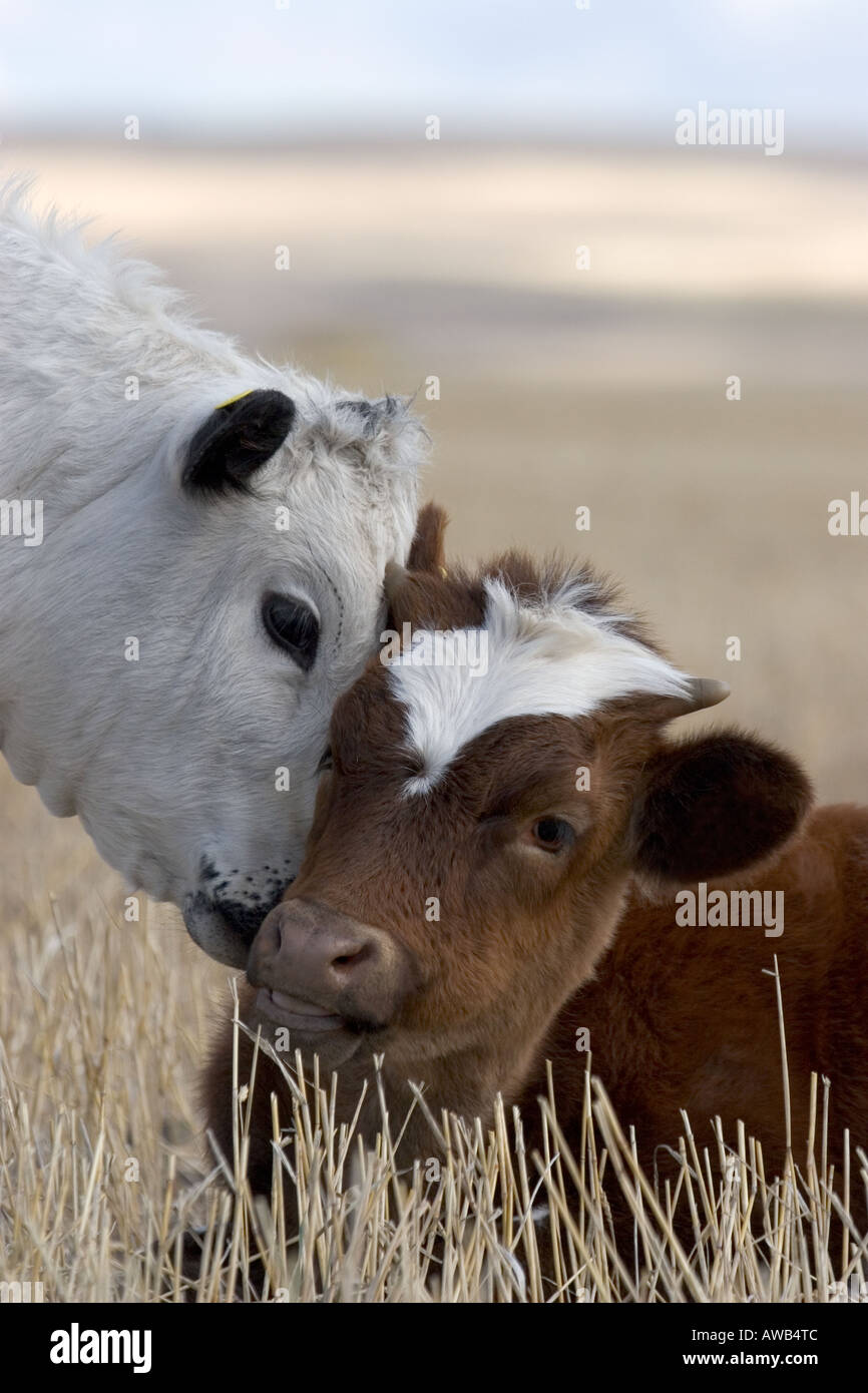 Vache et veau se frottant les têtes Banque de photographies et d’images ...