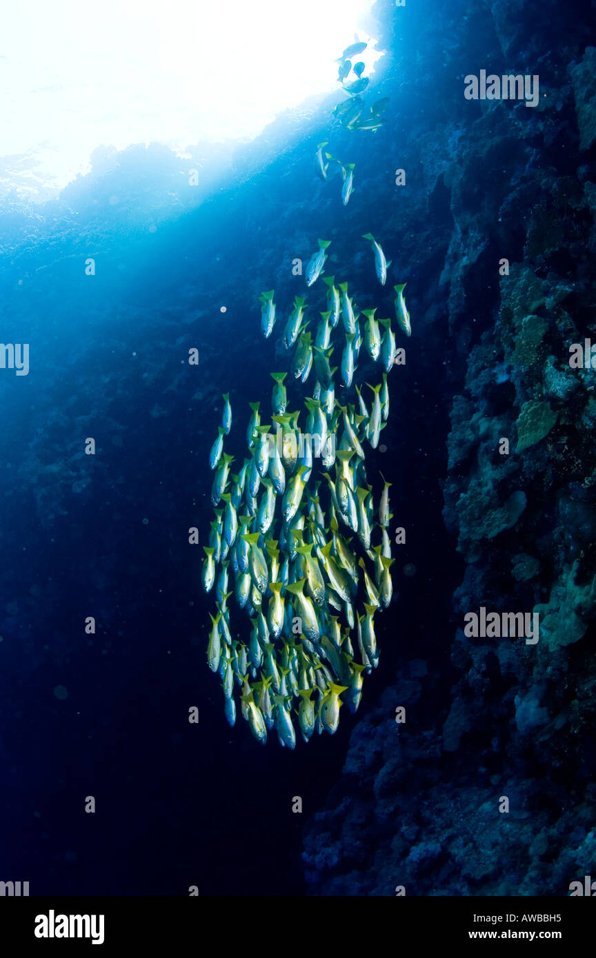 L'École de poissons d'argent et d'or brillant. Banque D'Images