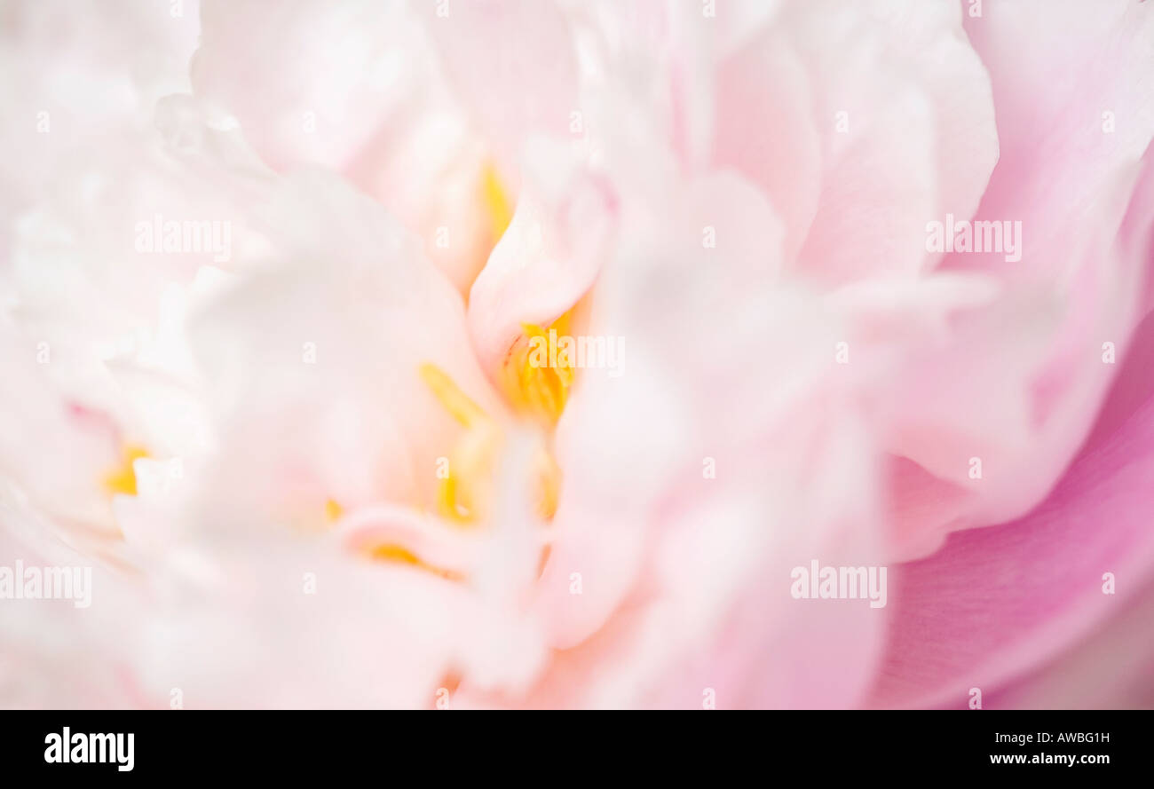 Gros plan sur les pétales d'une belle fleur de pivoine rose en fleur au printemps de mars Banque D'Images