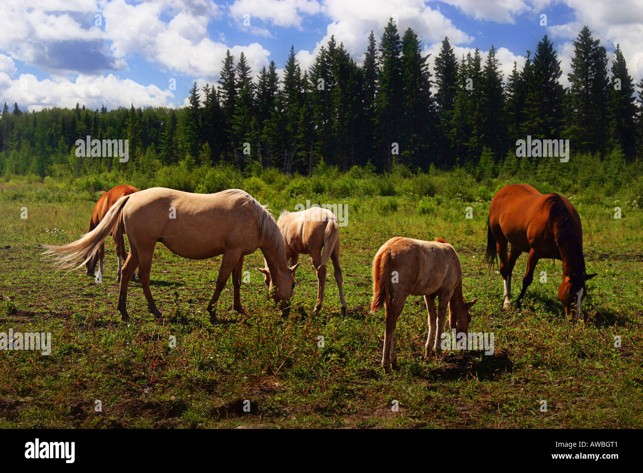 Les Quarter Horses Ranch en Alberta Banque D'Images