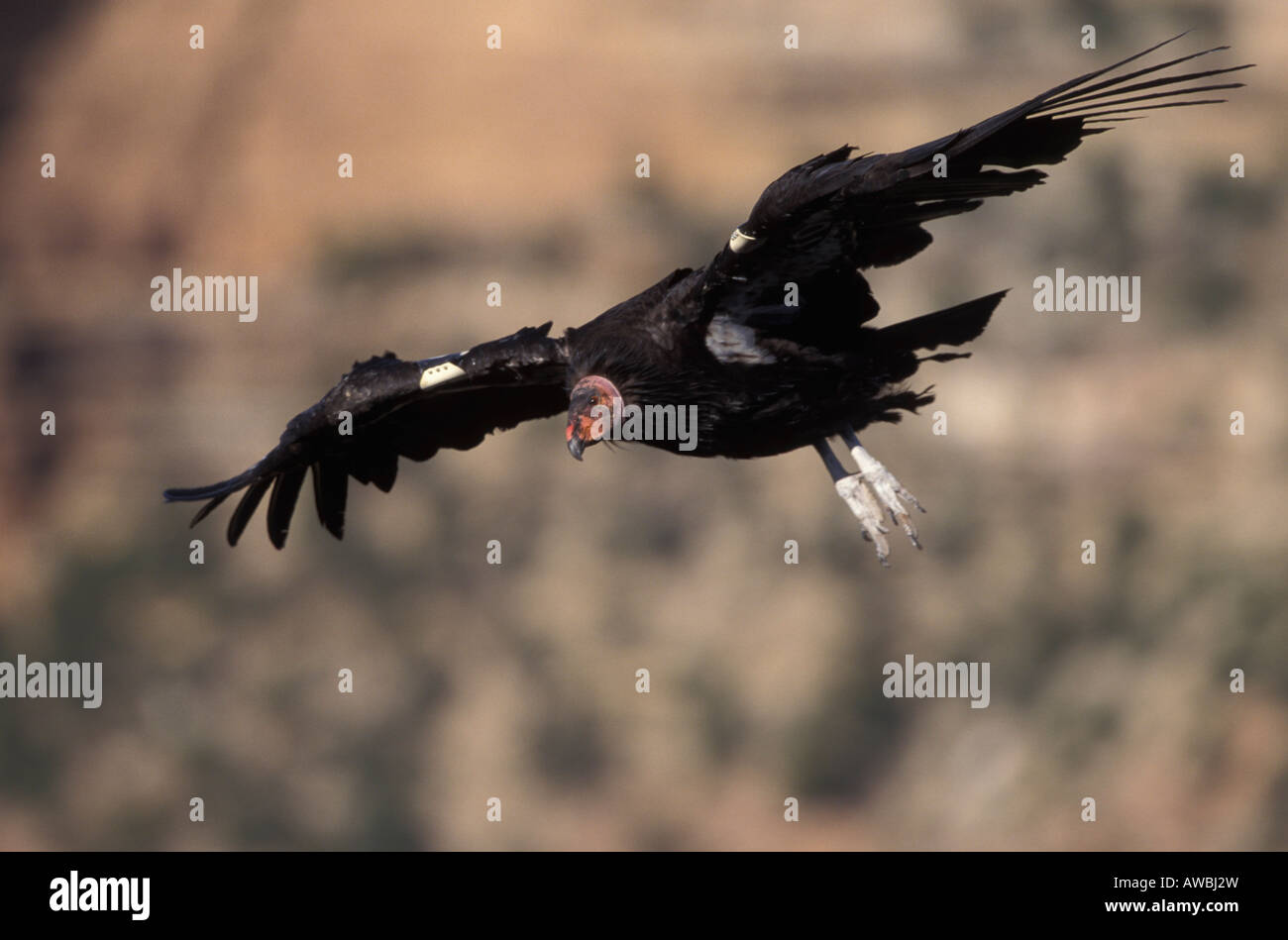 Condor de Californie Gymnogyps californianus, 210, en vol. Banque D'Images