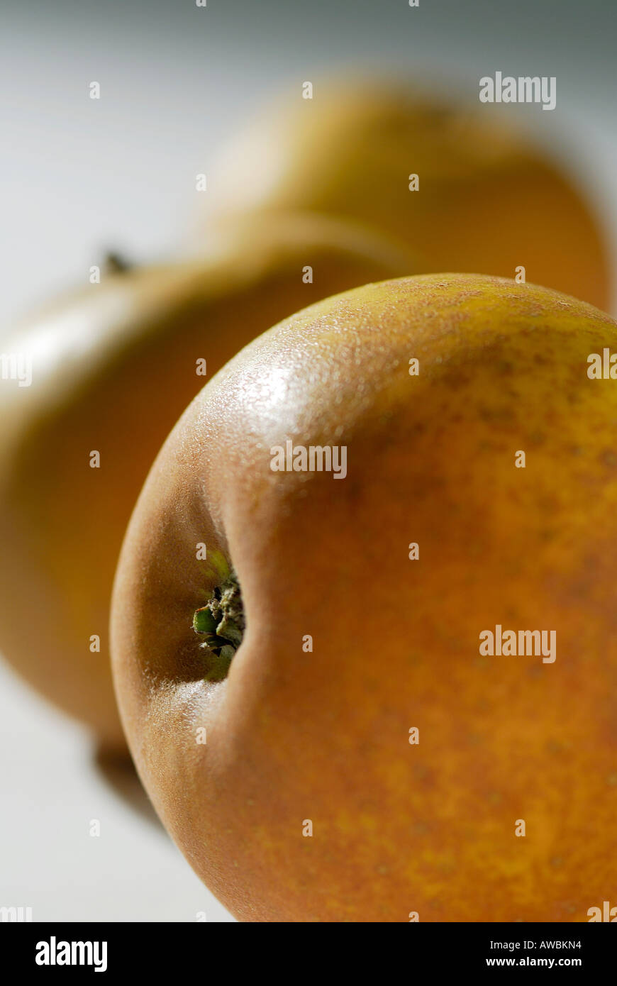 Close up d'Egremont russet apples Banque D'Images