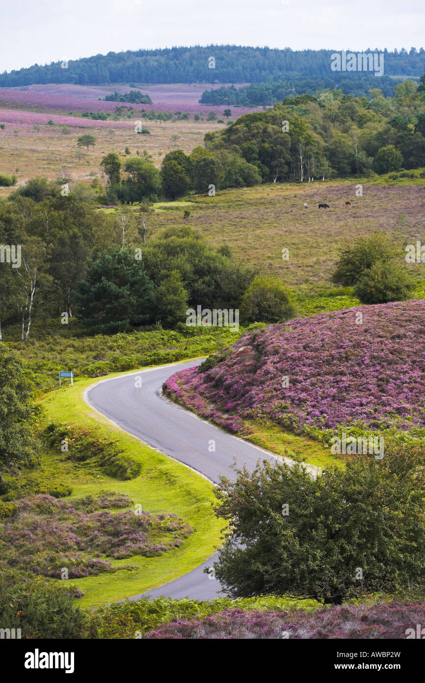 Correctifs de violet heather indiquent l'été dans le parc national New Forest, Hampshire Banque D'Images