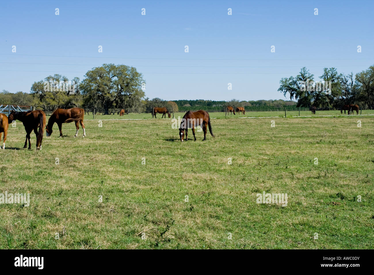 Domaine des chevaux Banque D'Images