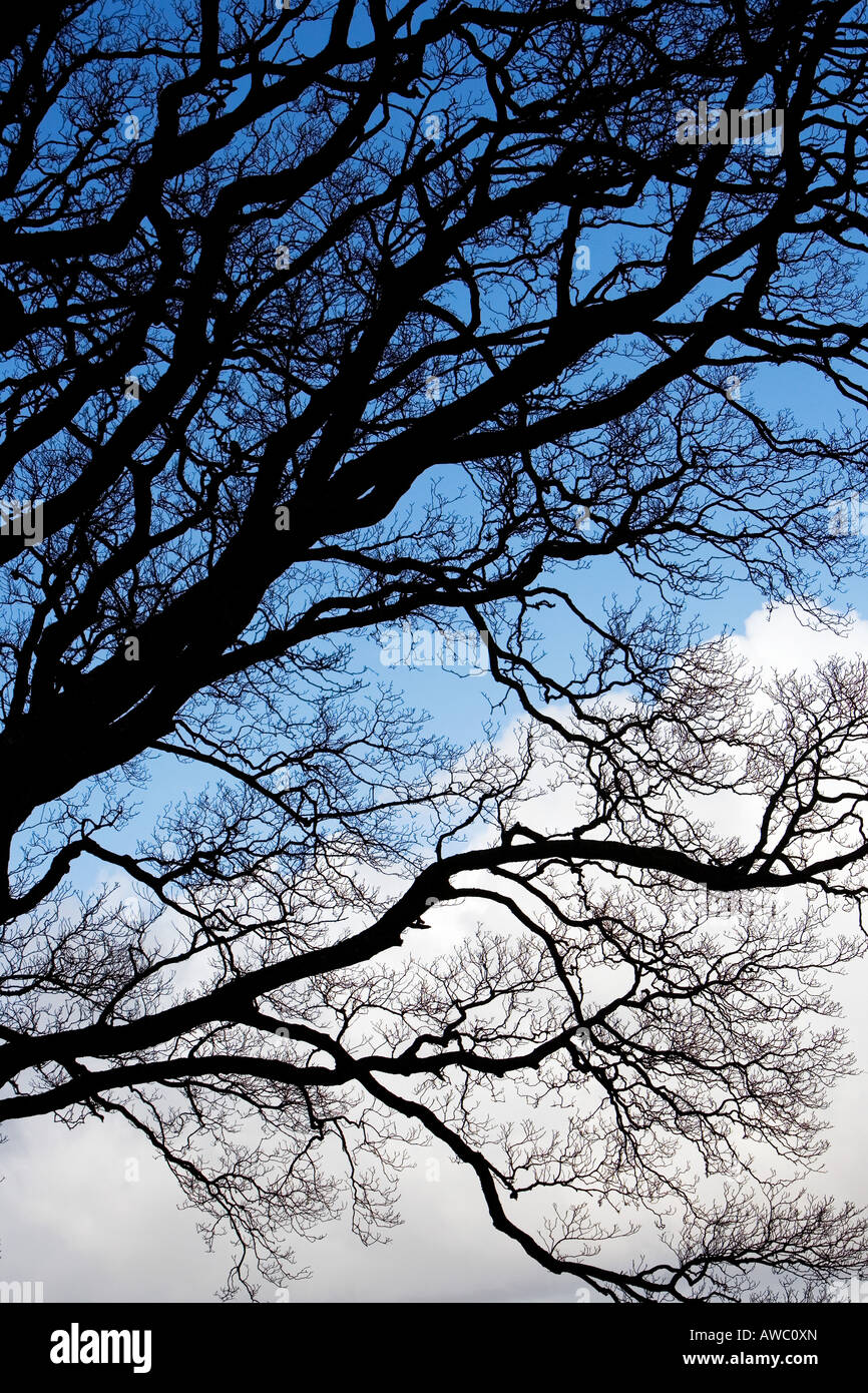 Silhouette d'arbre de chêne en hiver Résumé Banque D'Images