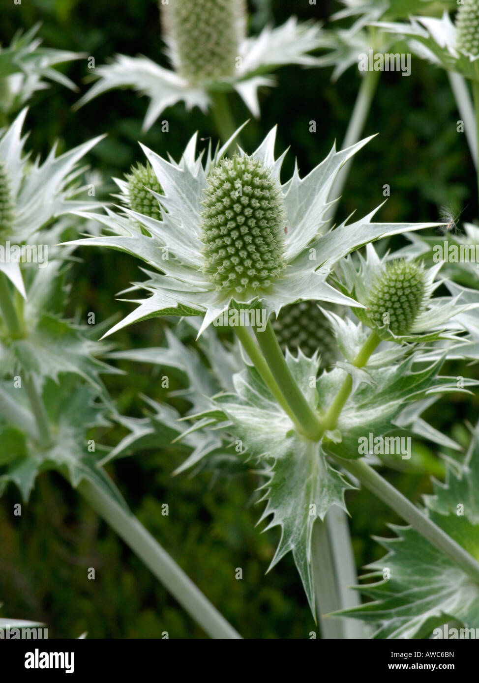 Holly mer géant (Eryngium giganteum) Banque D'Images