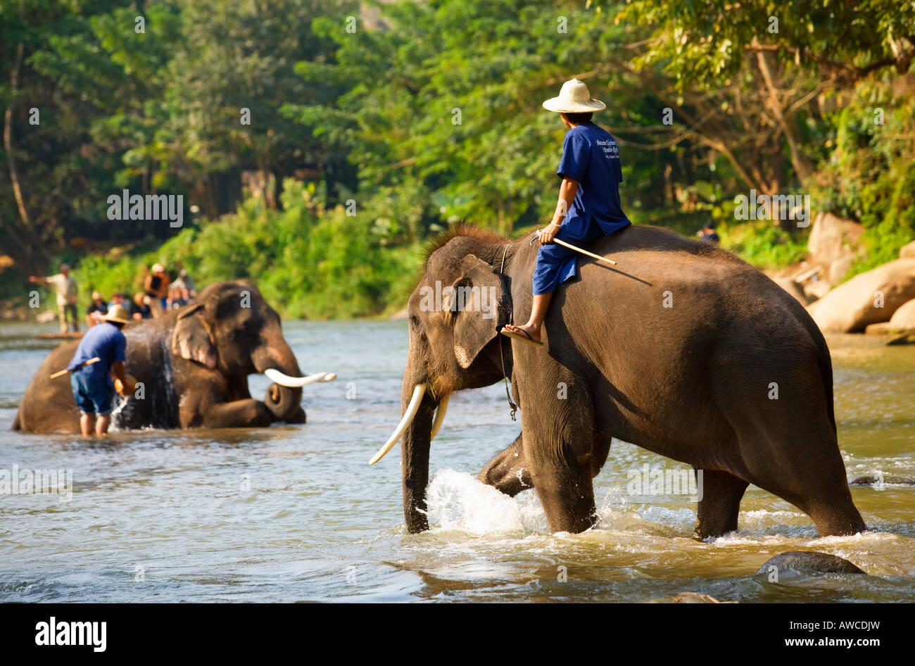 Elephant Camp près de Chiang Dao Thaïlande Banque D'Images