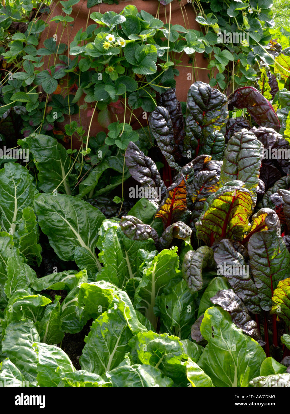 Mangold (Beta vulgaris var. cicla) et jardin fraisier (Fragaria x ananassa 'Weisse Ananas') Banque D'Images