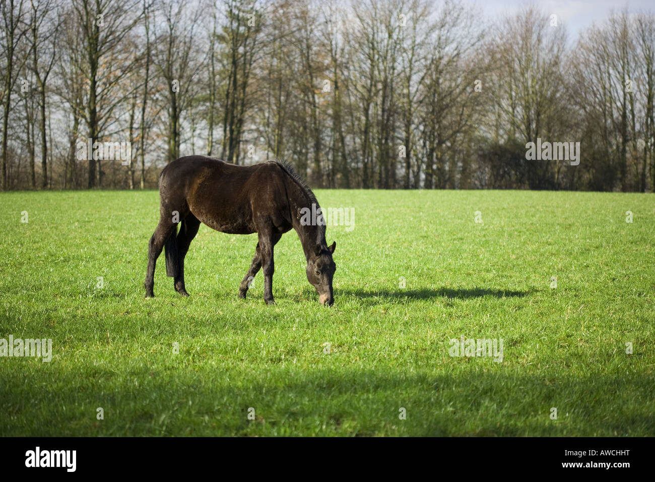 Dark Horse grazing on prairie, arbres en arrière-plan Banque D'Images