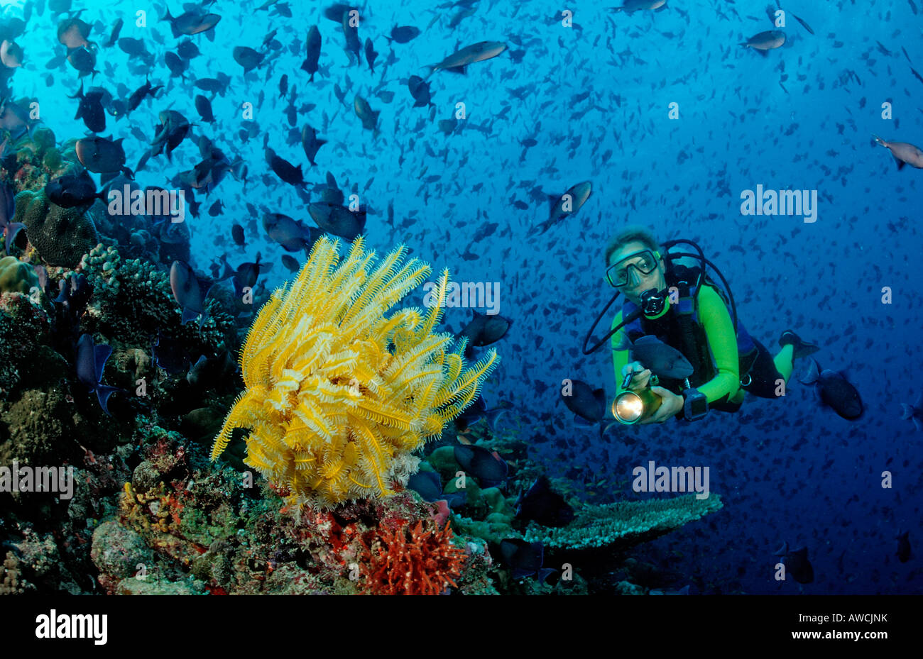 Plongeur avec des crinoïdes et scholling Redtooth jaune Odonus niger balistes Maldives Meemu Atoll de l'Océan Indien Banque D'Images