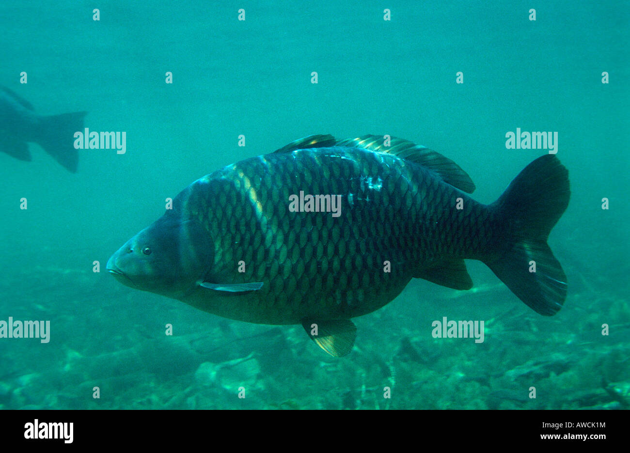 La carpe commune La carpe Cyprinus carpio européenne Allemagne Berlin Bavière Banque D'Images