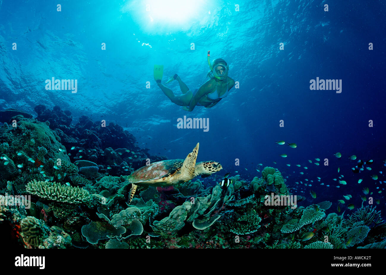 La tortue imbriquée Eretmochelys imbricata plongeur de la peau et de l'Océan Indien Maldives atoll Meemu Banque D'Images