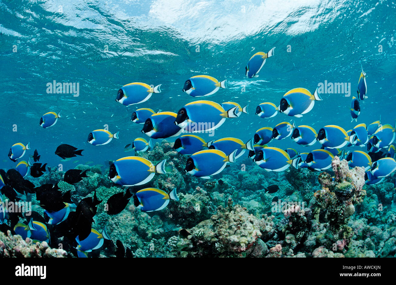 La scolarisation Surgeonfishes bleu poudre Tang Acanthurus leucosternon Océan Indien Maldives atoll Meemu Banque D'Images