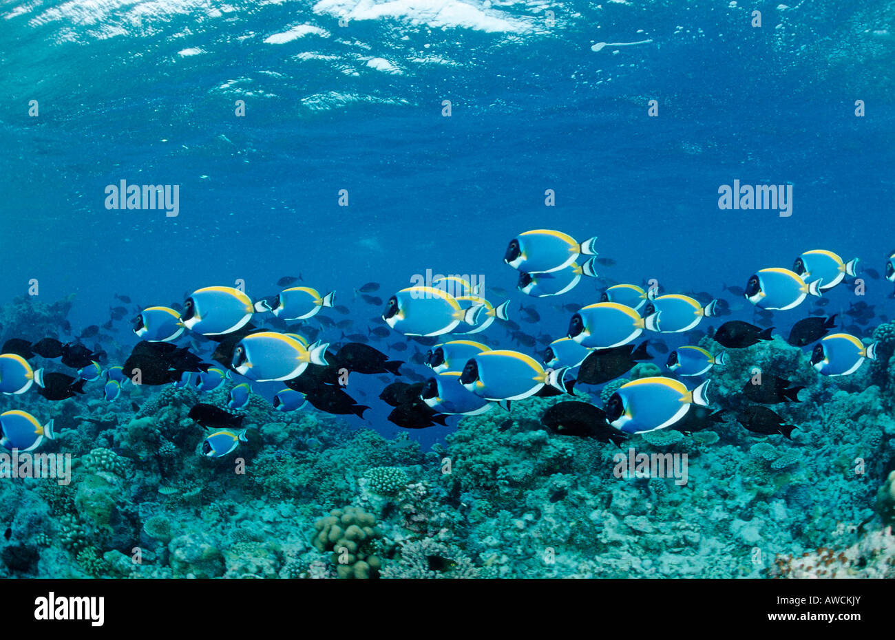 Banc de Surgeonfishes bleu poudre Acanthurus leucosternon Tang Océan Indien Maldives Atoll Felidu Banque D'Images