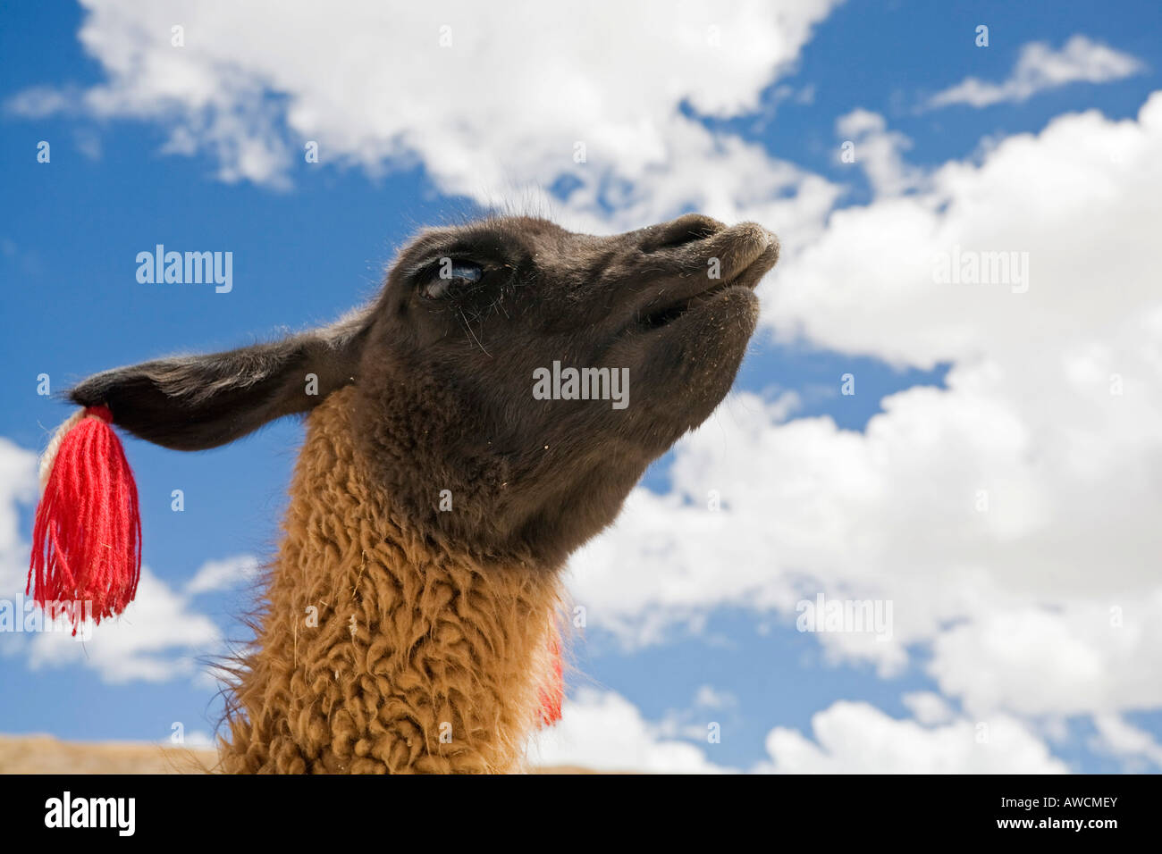 Portrait d'un lama (Lama glama), Altiplano, Bolivie, Amérique du Sud Banque D'Images