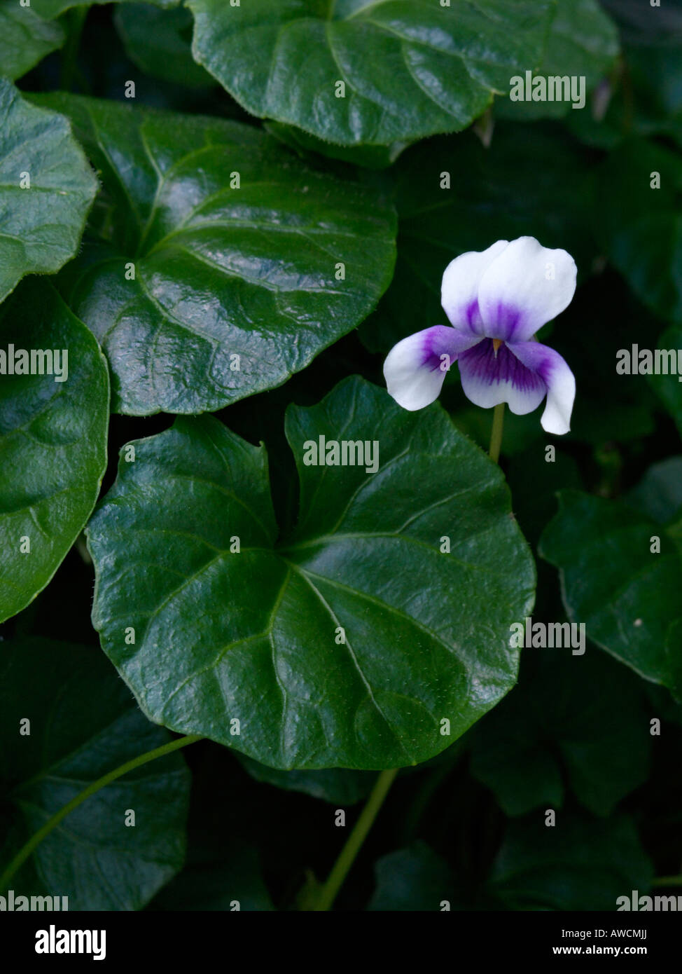Violette (viola hederacea australienne) Banque D'Images