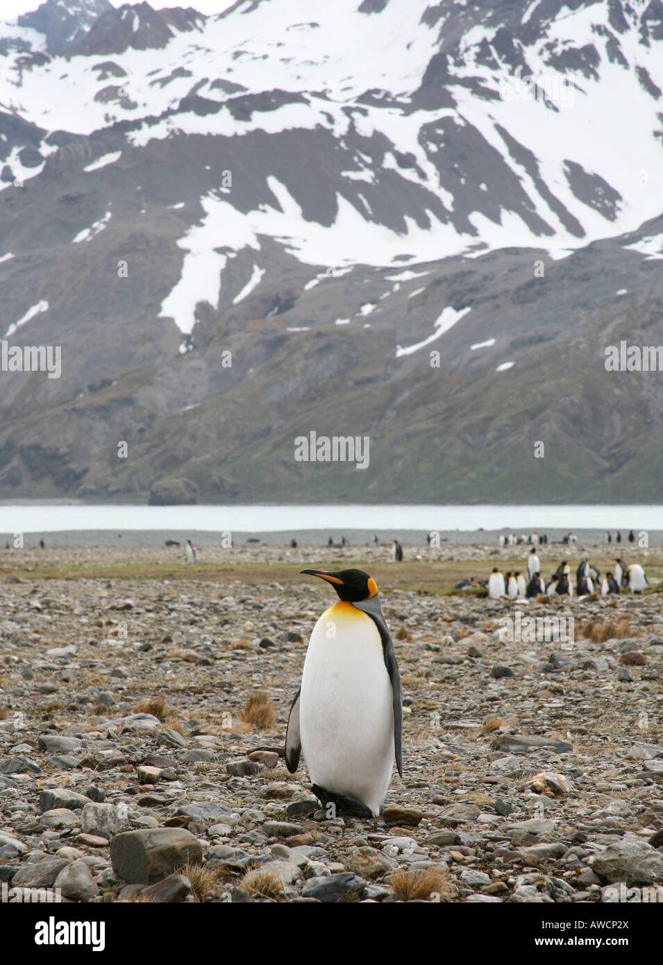 Le roi solitaire penguin sur plage avec des pics enneigés en arrière-plan Banque D'Images
