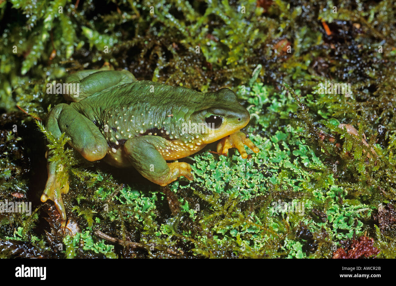 Grenouille arlequin péruvien ou toadlet Banque D'Images