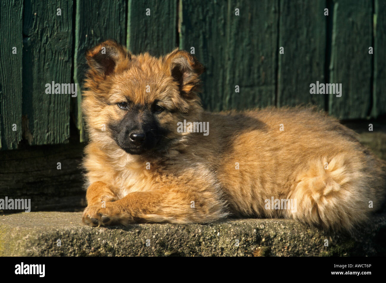 Harzer Fuchs (Harz) Fox chiot (Canidae), allemand race de chien Banque D'Images