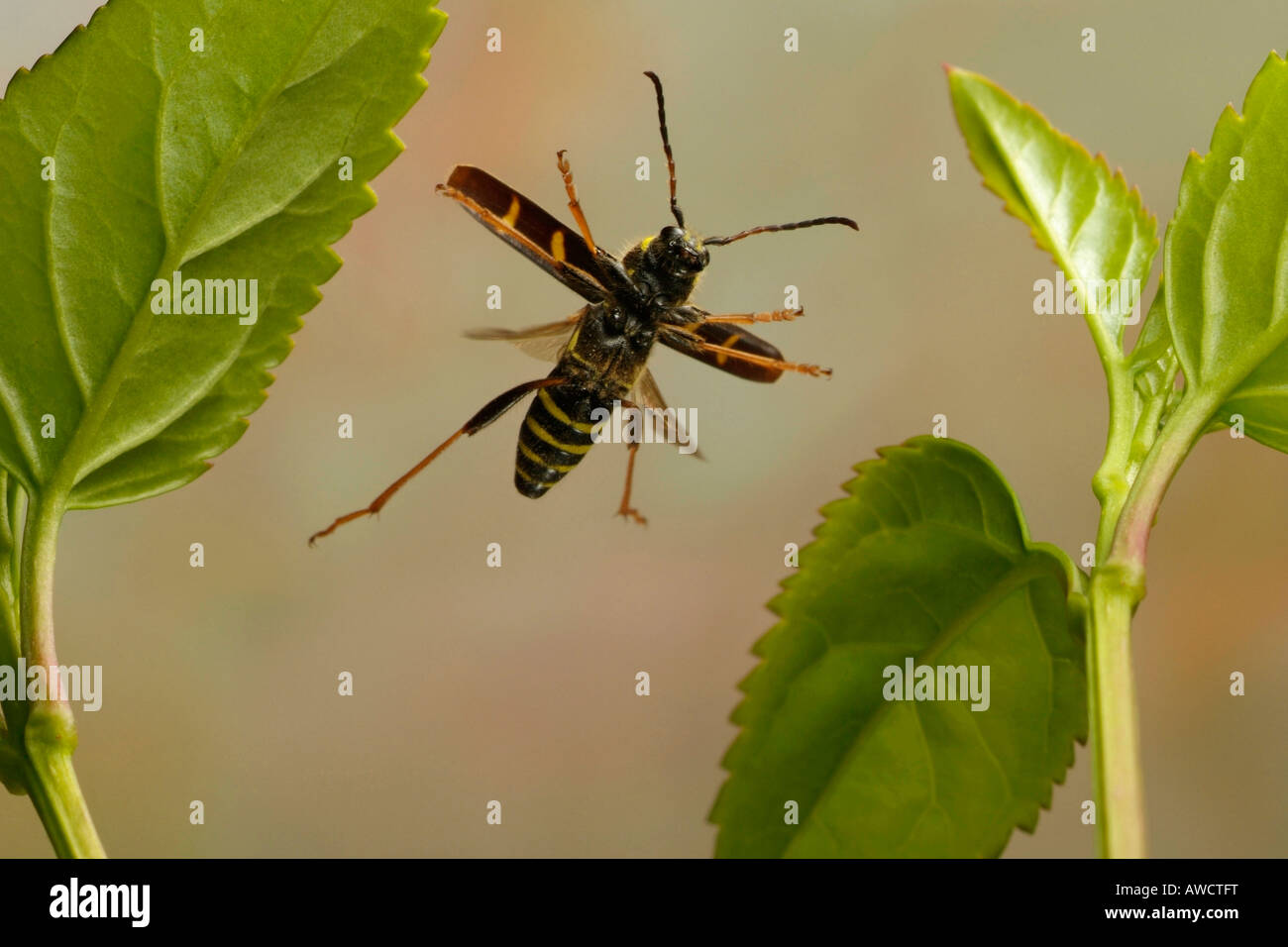Wasp Beetle (Clytus arietis) Banque D'Images
