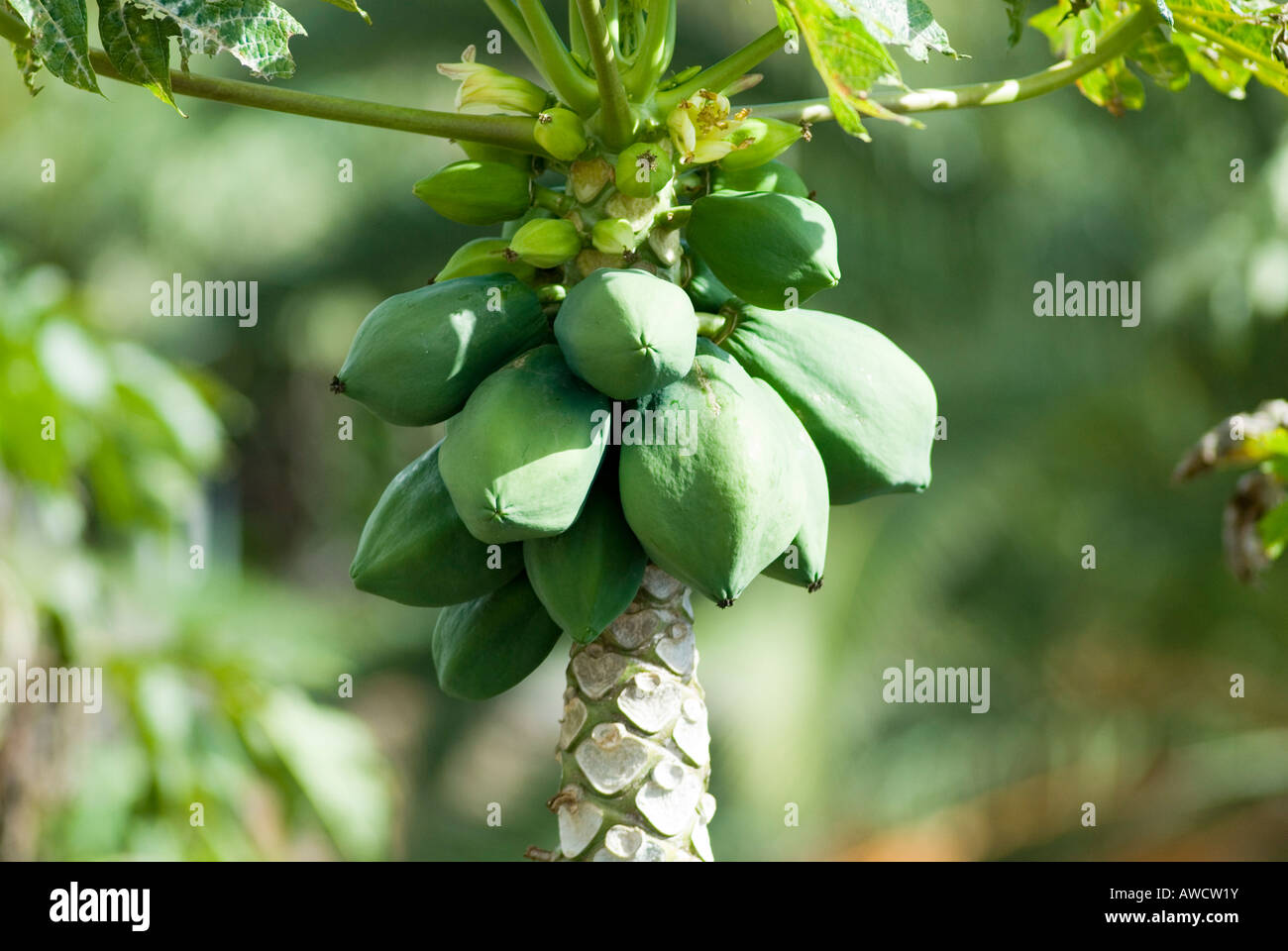 Espagne Îles Canaries La Palma Carica papaya Banque D'Images