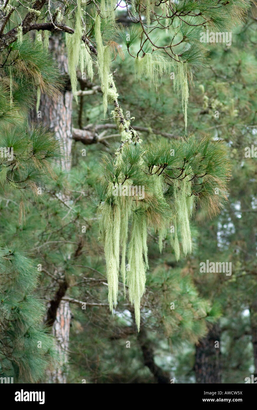 Espagne Îles Canaries La Palma Canaries en mousse d'arbre en pin Canaries Usnea Filipendula Tree Banque D'Images