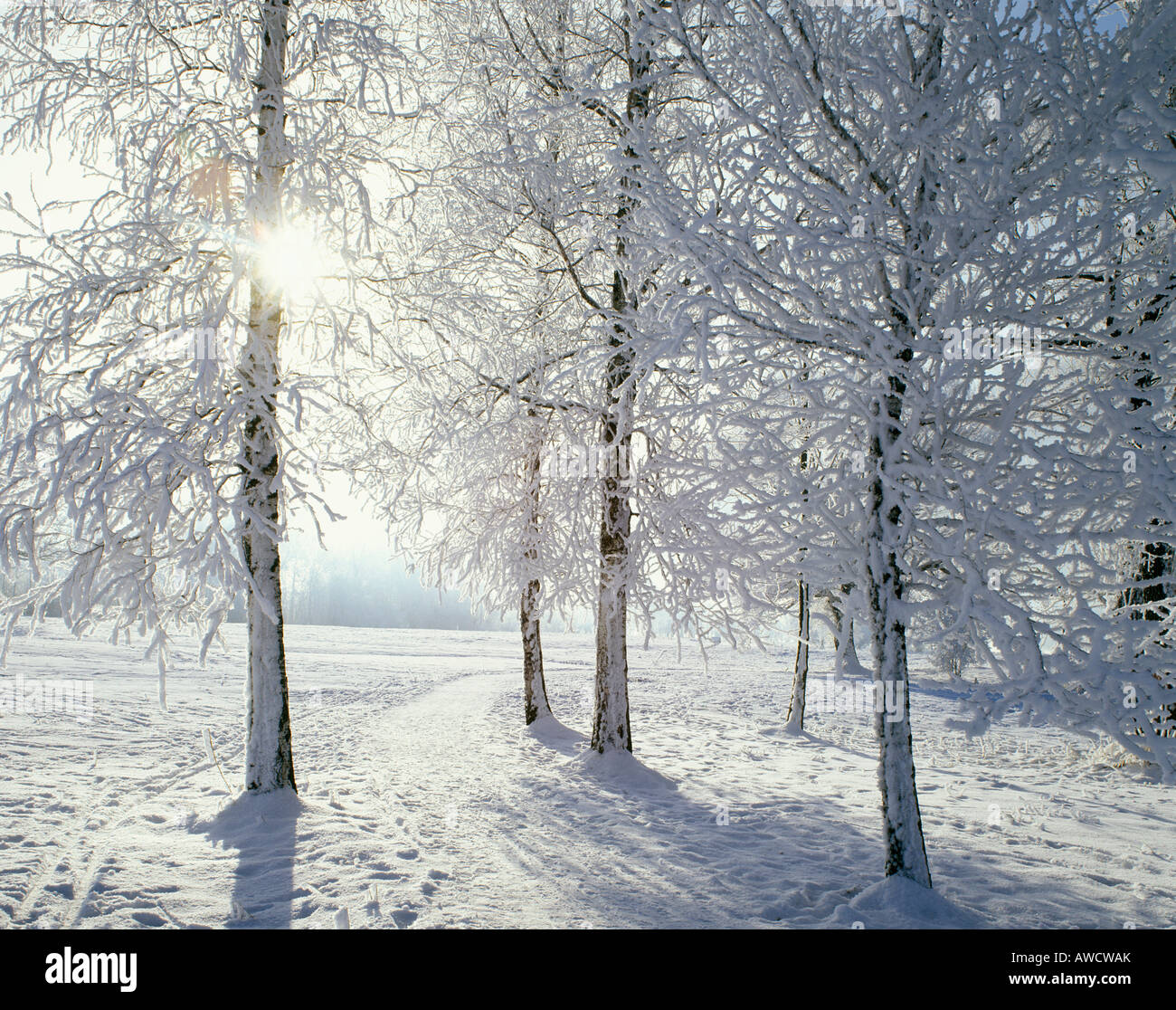 La gelée blanche neige arbre hiver Banque D'Images