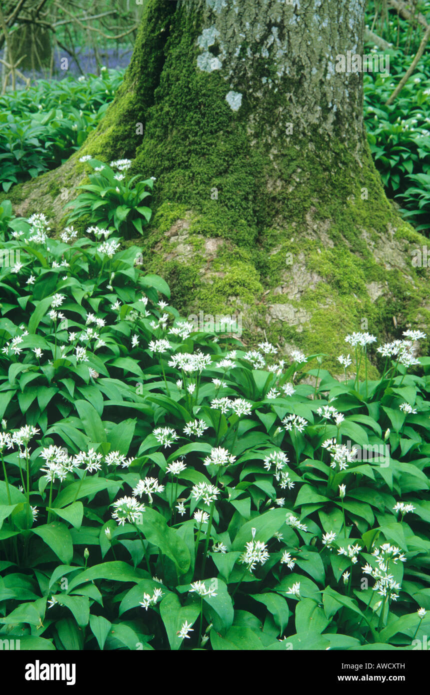 Ramsons (Allium ursinum) moquette autour du tronc de chêne. Banque D'Images