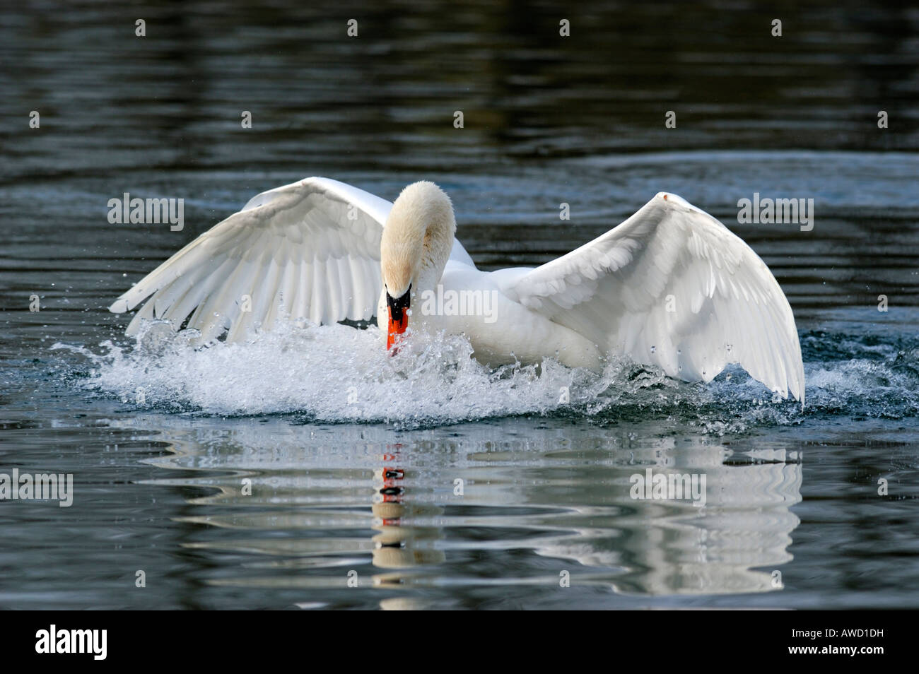 Mute swan (Cygnus olor) l'atterrissage dans l'eau Banque D'Images