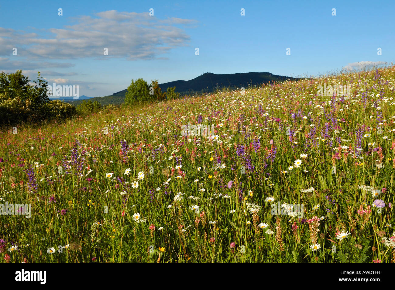 Prairie en face de la fleur de montagne Teckberg, Jura souabe, Allemagne, Europe Banque D'Images
