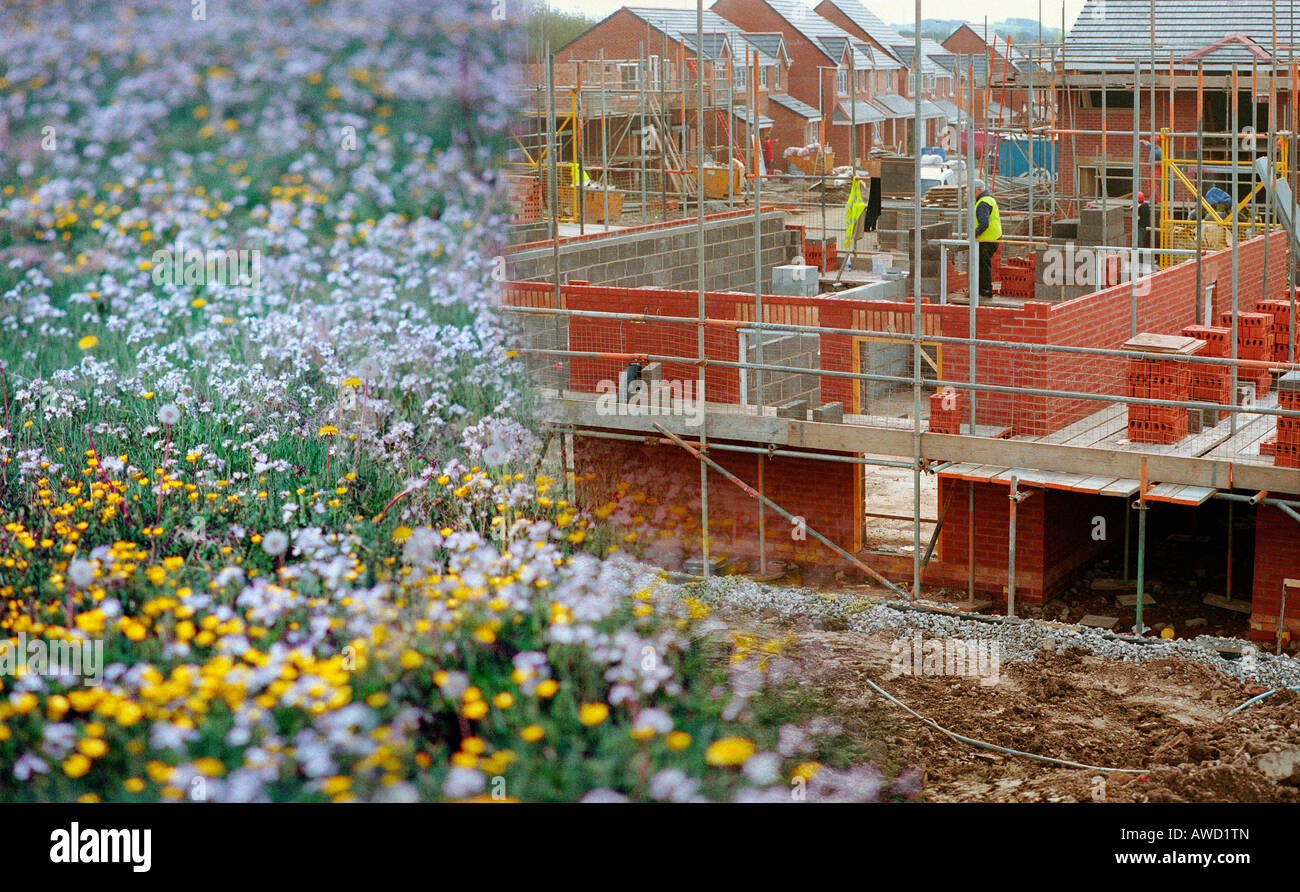 Les nouvelles maisons en construction sur une prairie de fleurs sauvages Banque D'Images