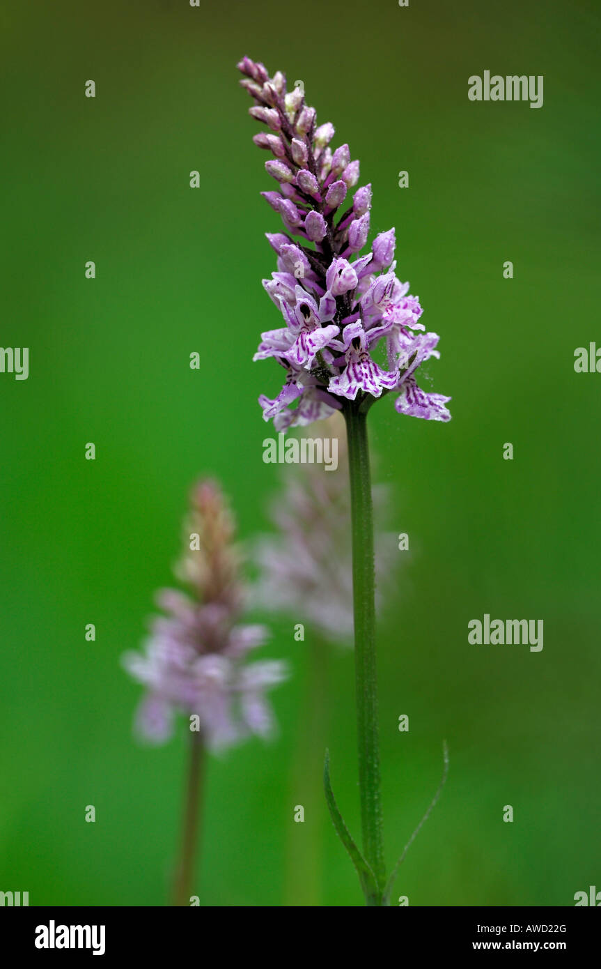Heath-spotted Orchid (Dactylorhiza maculata), Norway, Scandinavia, Europe Banque D'Images