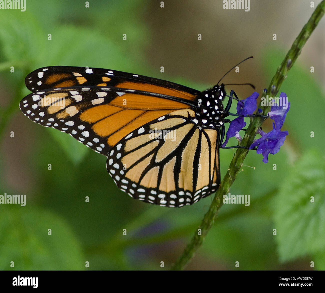 Le monarque (Danaus plexippus), Homosassa Springs Wildlife State Park, Florida, USA, Amérique du Nord Banque D'Images