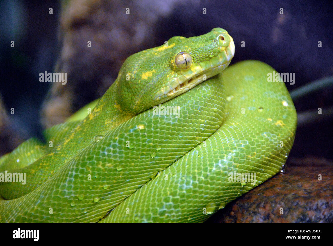 Green Tree Python (Chondropython viridis ou Morella viridis) à un zoo en Allemagne, Europe Banque D'Images