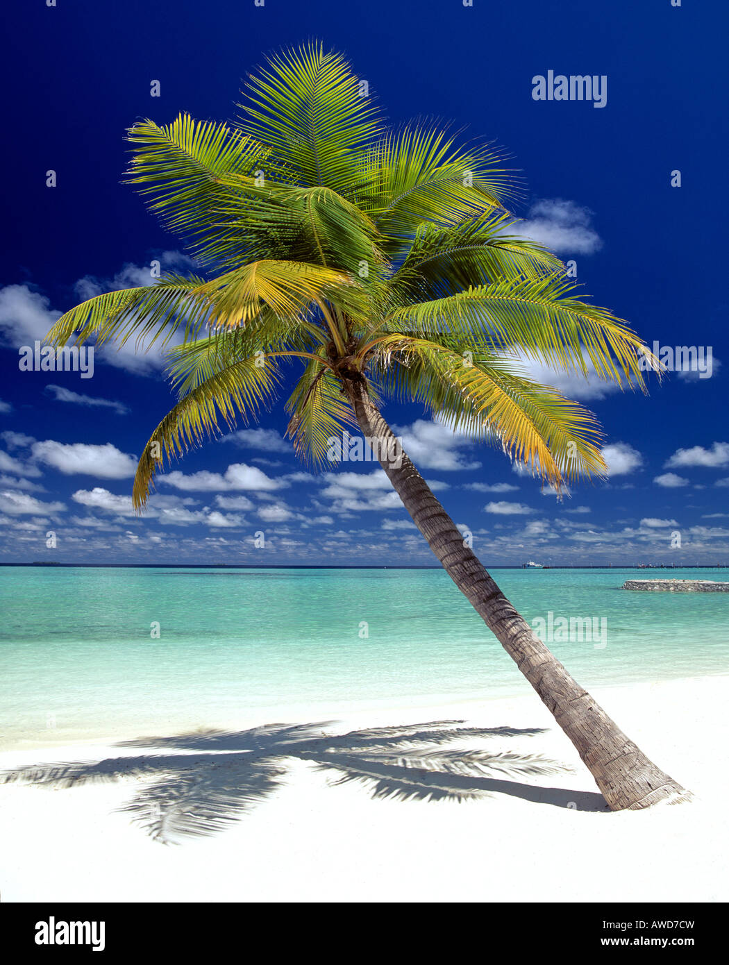 Palmier, plage et nuages, Maldives, océan Indien Banque D'Images