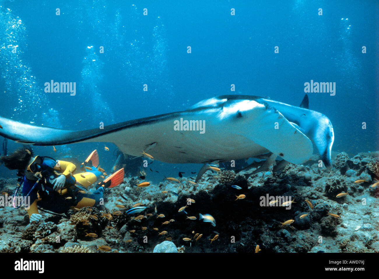 Raie Manta géante (Manta birostris) et de plongée sous marine, corail, photographie sous-marine, de l'Océan Indien Banque D'Images