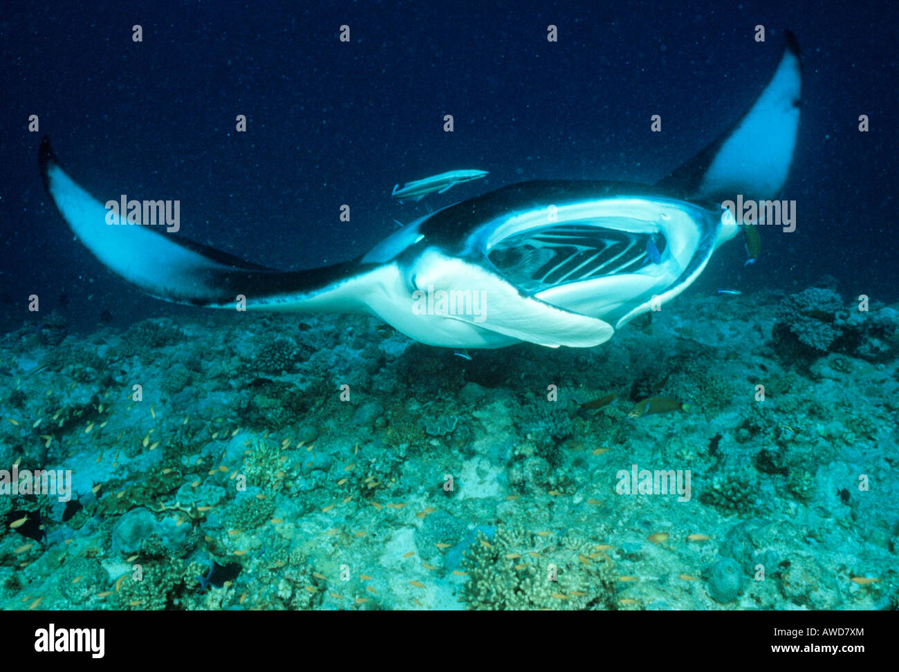 Raie Manta géante (Manta birostris) et de corail sous-marine, photographie, de l'Océan Indien Banque D'Images