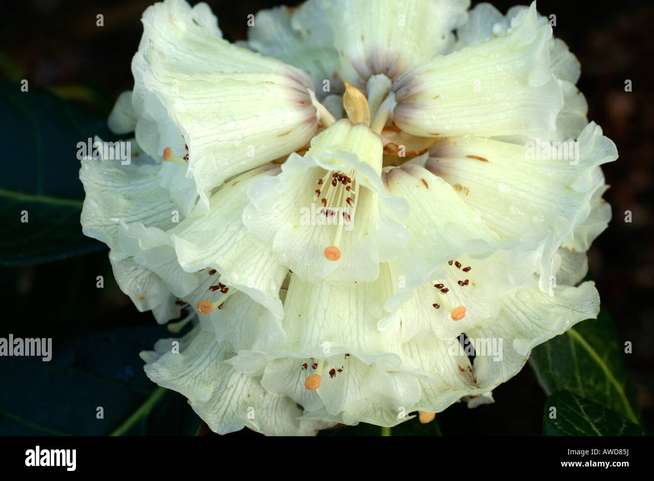 RHODODENDRON MACABEANUM FORME EMBLEY Banque D'Images