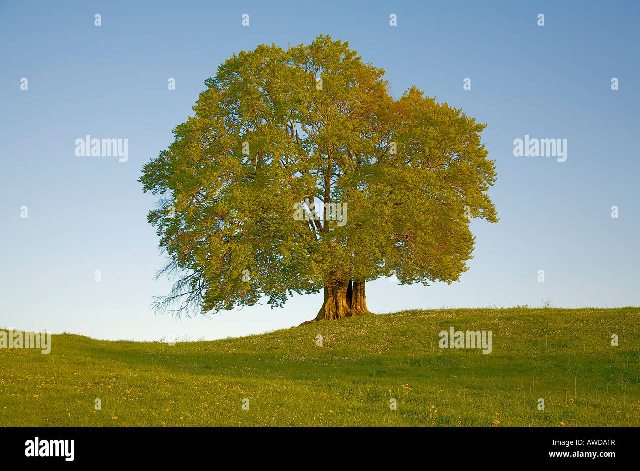 Monument naturel, Linden Tree in spring, Poecking, Haute-Bavière, Bavaria, Germany, Europe Banque D'Images