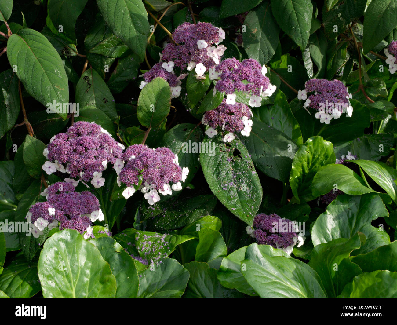 Sargent est l'Hydrangea aspera subsp. sargentiana (Hortensia) Banque D'Images