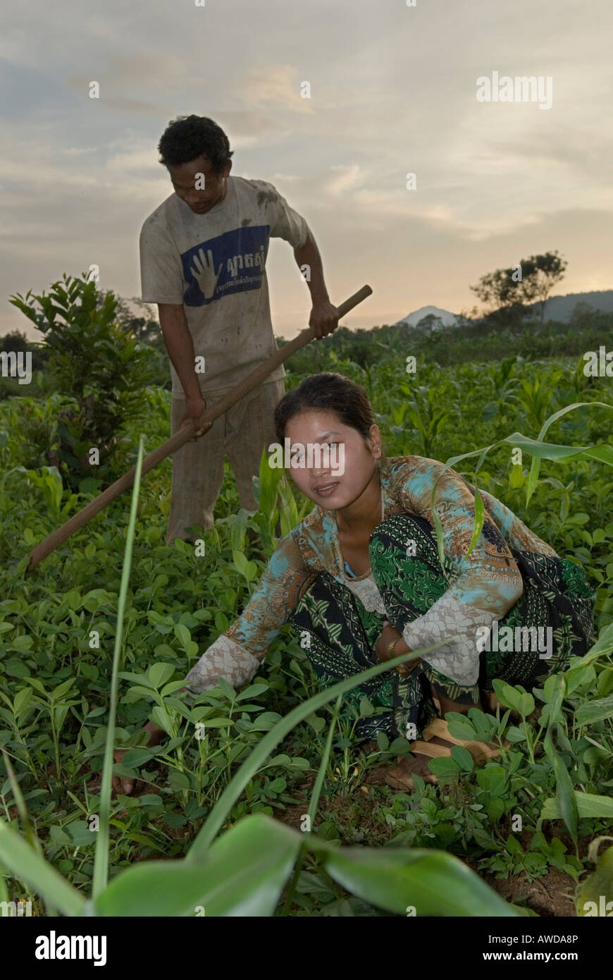 Les agriculteurs au travail de terrain, la province de Koh Kong, Cambodge Banque D'Images