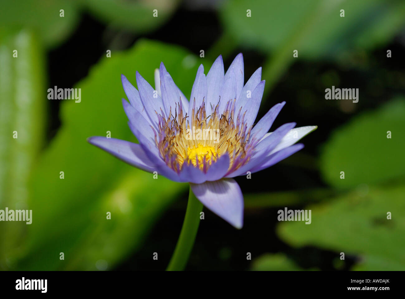 Blue water lilly, Bangkok, Thaïlande Banque D'Images