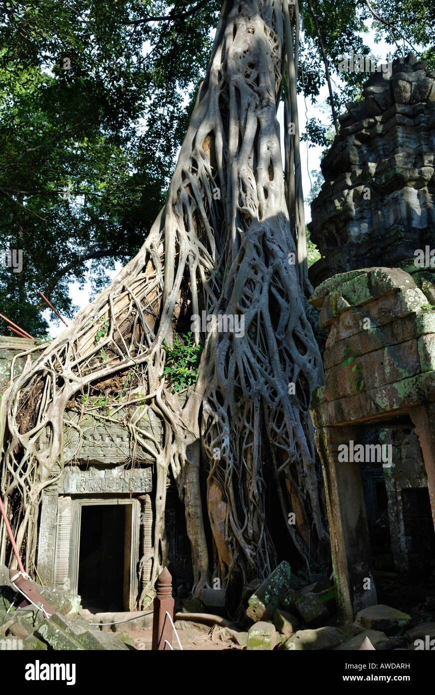 De plus en plus de forêt tropicale sur une porte dans les ruines de l'ancien temple Ta Prohm, Angkor, Cambodge Banque D'Images