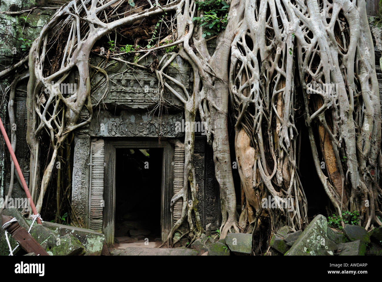 De plus en plus de forêt tropicale sur une porte dans les ruines de l'ancien temple Ta Prohm, Angkor, Cambodge Banque D'Images