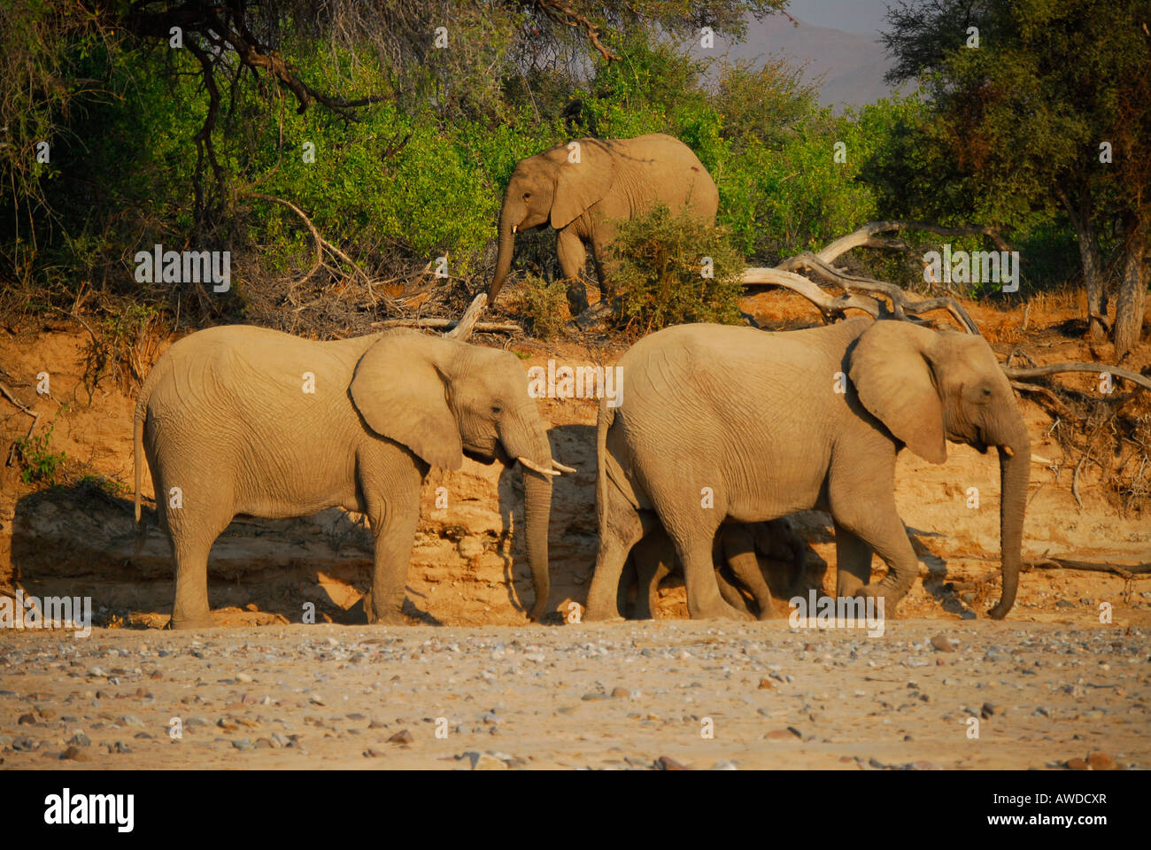 Bush de l'Afrique de l'éléphant (Loxodonta africana) marcher si le lit de la rivière Hoarusib, Kaokoveld, Namibie, Afrique du Sud Banque D'Images