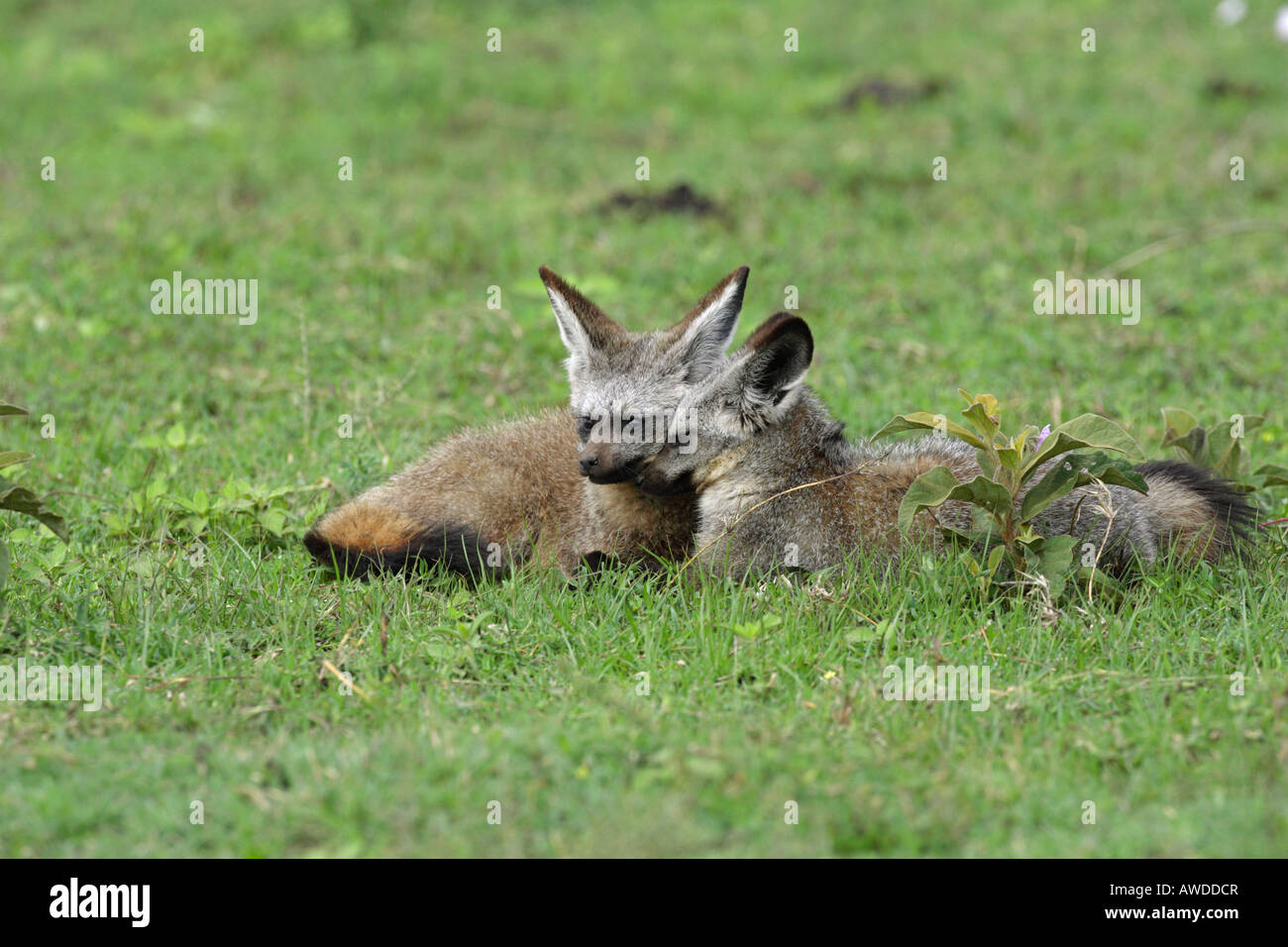 Une paire de Bat Eared Foxes allongé sur le Serengeti en Tanzanie Afrique de l'est avec le contact avec les yeux Banque D'Images