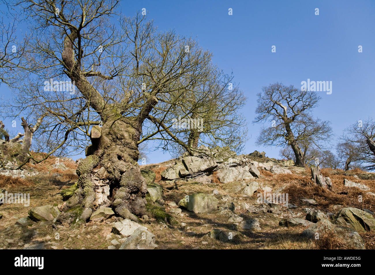Chênes centenaires sur une colline à Bradgate Park, Leicestershire, Angleterre. Banque D'Images