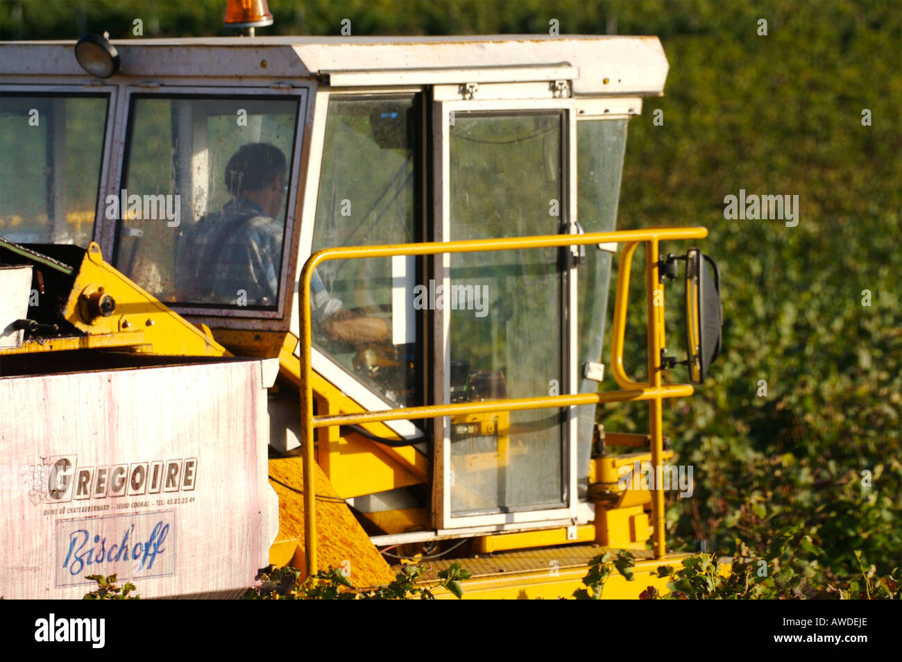 Récolte de la vigne Banque D'Images