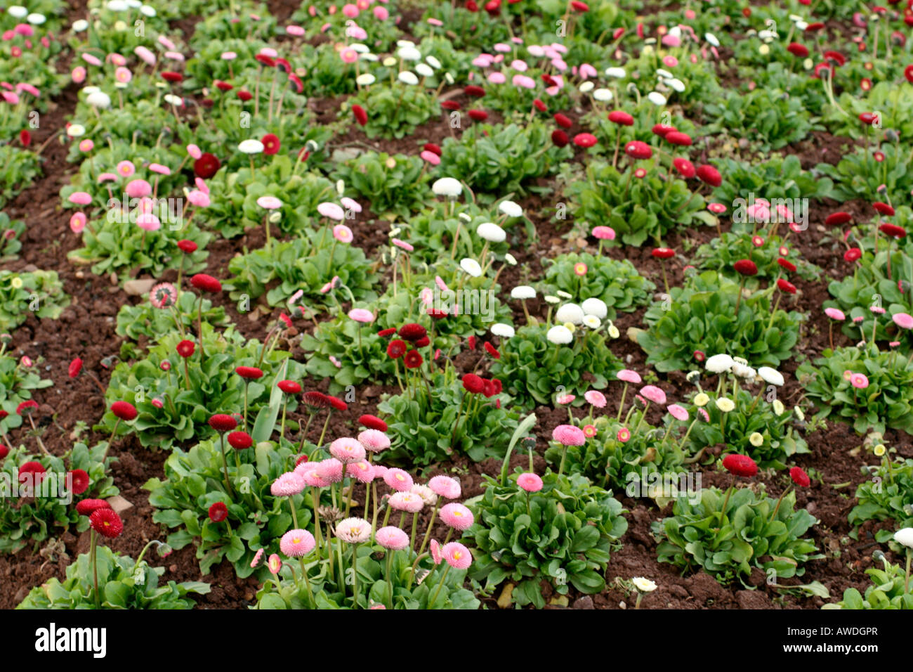 Série TASSO Bellis perennis Banque D'Images